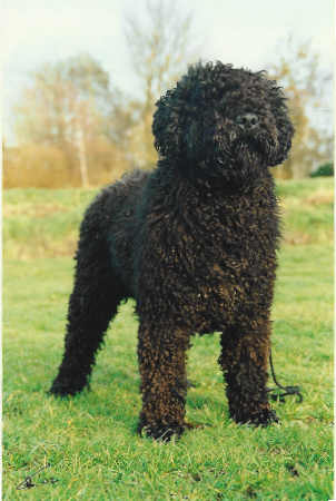 Een zwarte Spaanse Waterhond
