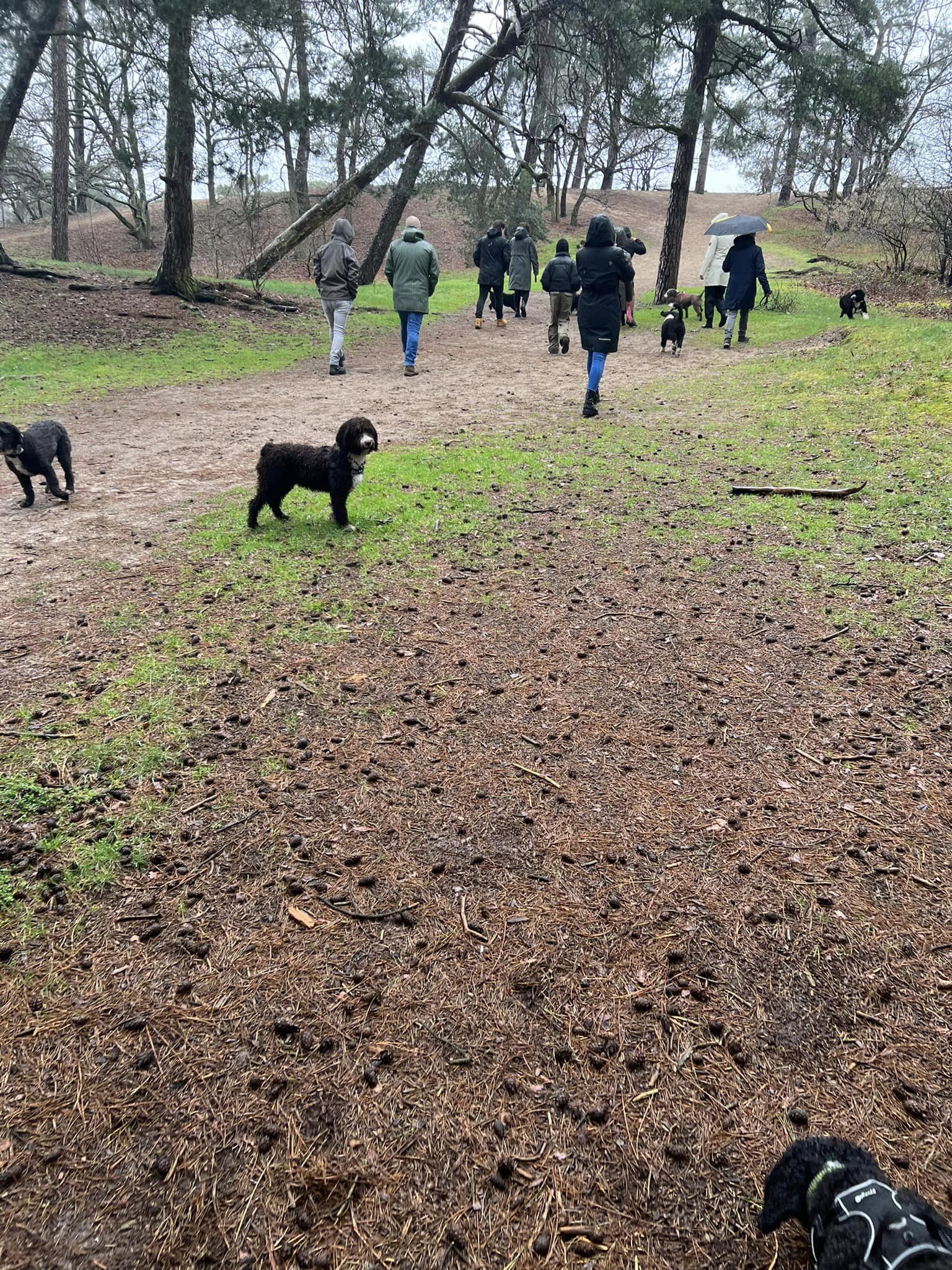 Spaanse Waterhonden lekker los