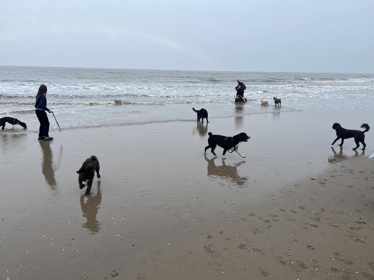 Spaanse Waterhond Strand en de zee