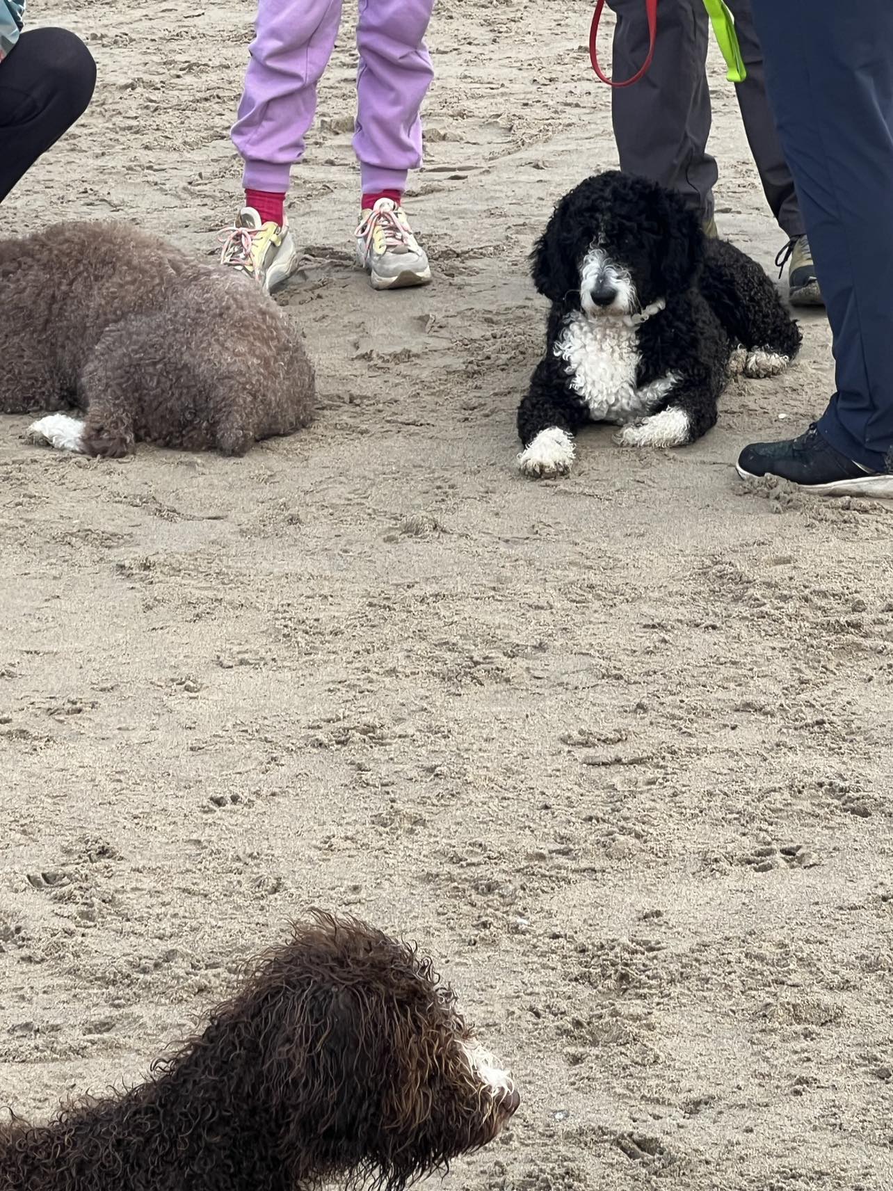 Spaanse Waterhonden op het strand