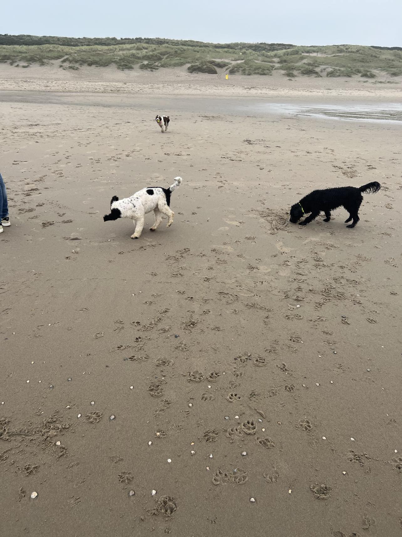 Spaanse Waterhond op het strand