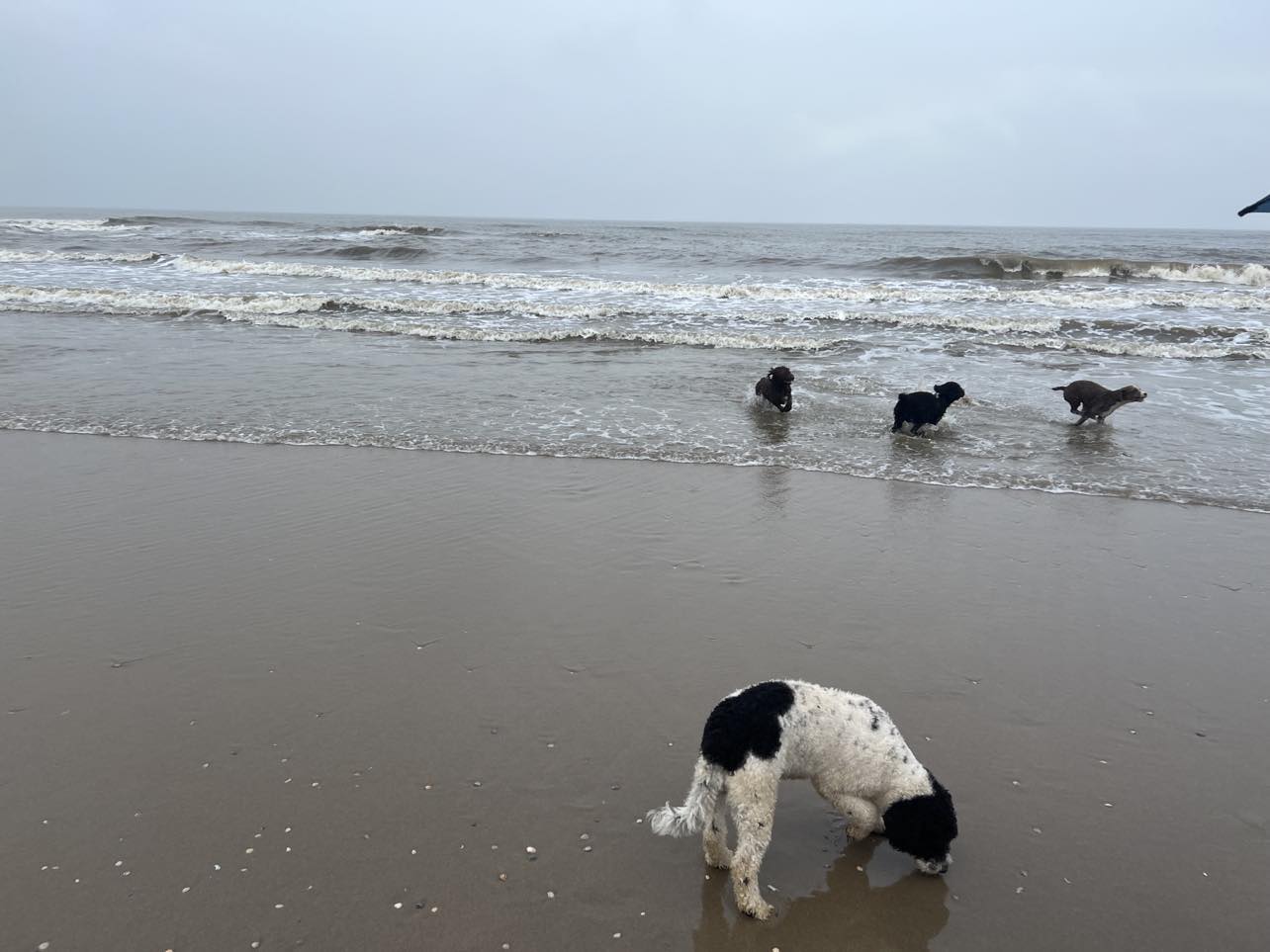 Spaanse Waterhonden lekker aan zee