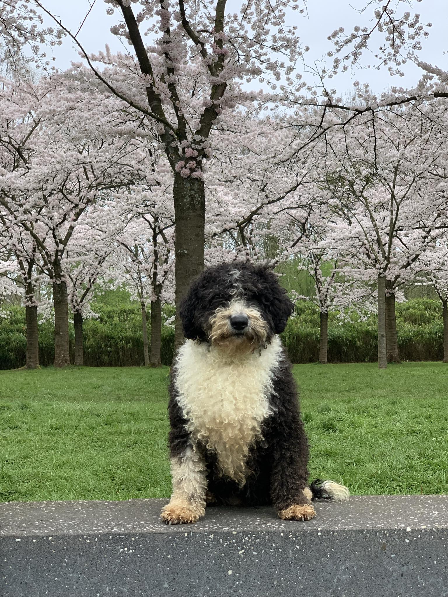 We willen Spaanse Waterhond teefje Frida herplaatsen