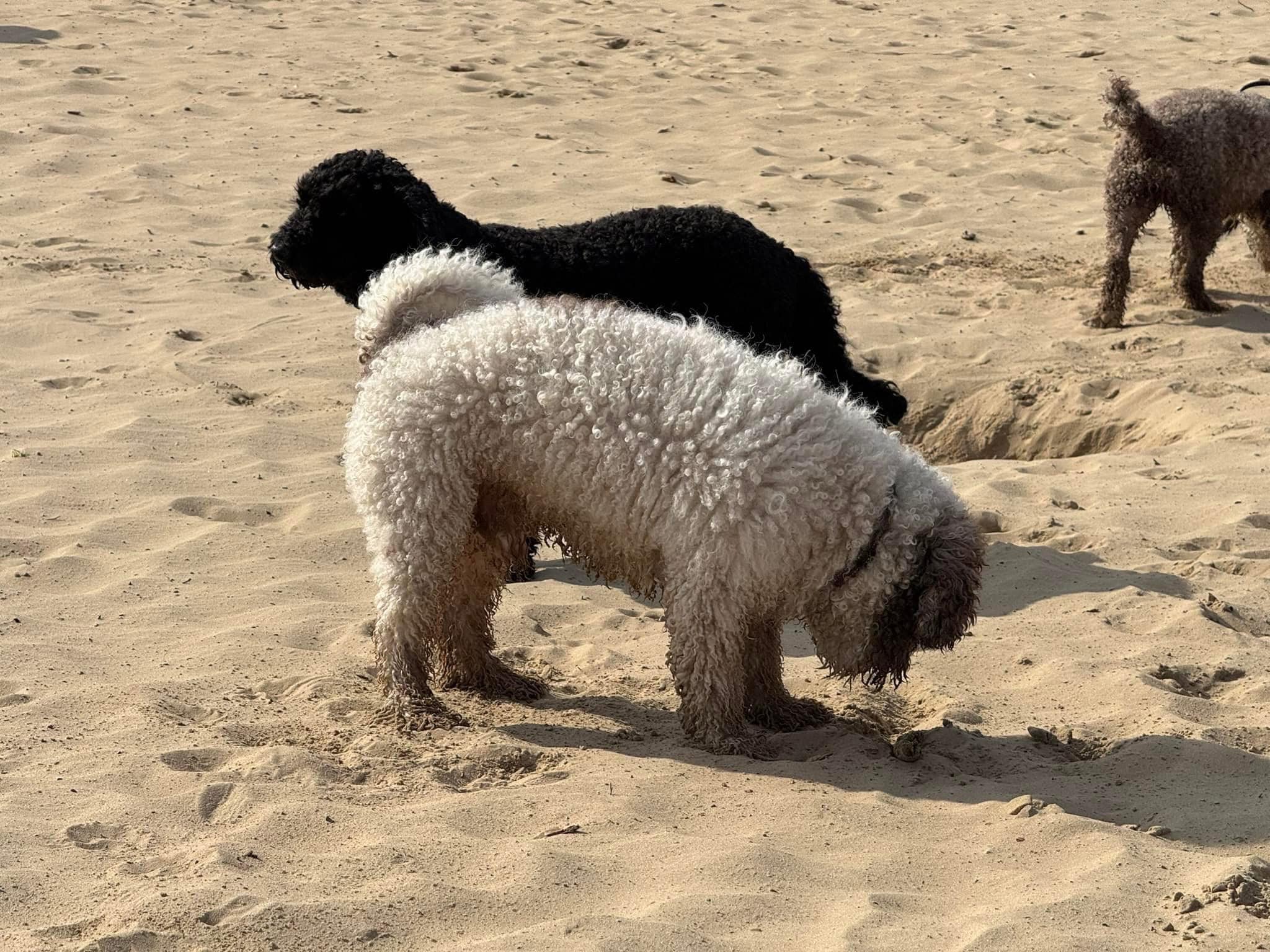 Spaanse waterhond Amaragua Wandeling