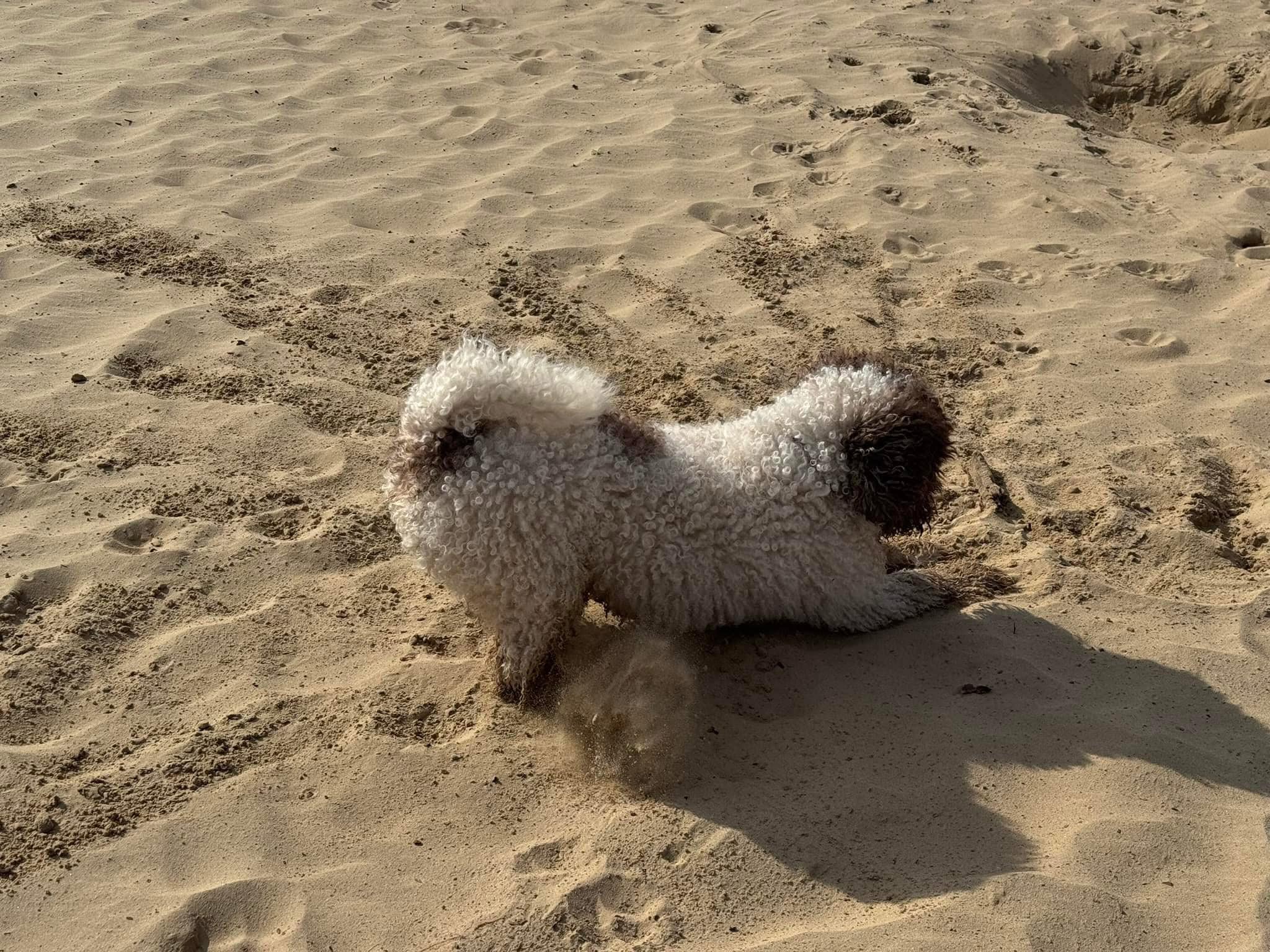 Spaanse waterhond Amaragua Wandeling