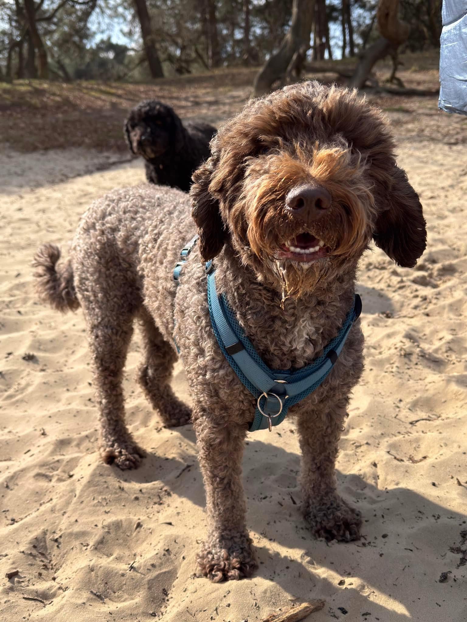 Spaanse waterhond Amaragua Wandeling