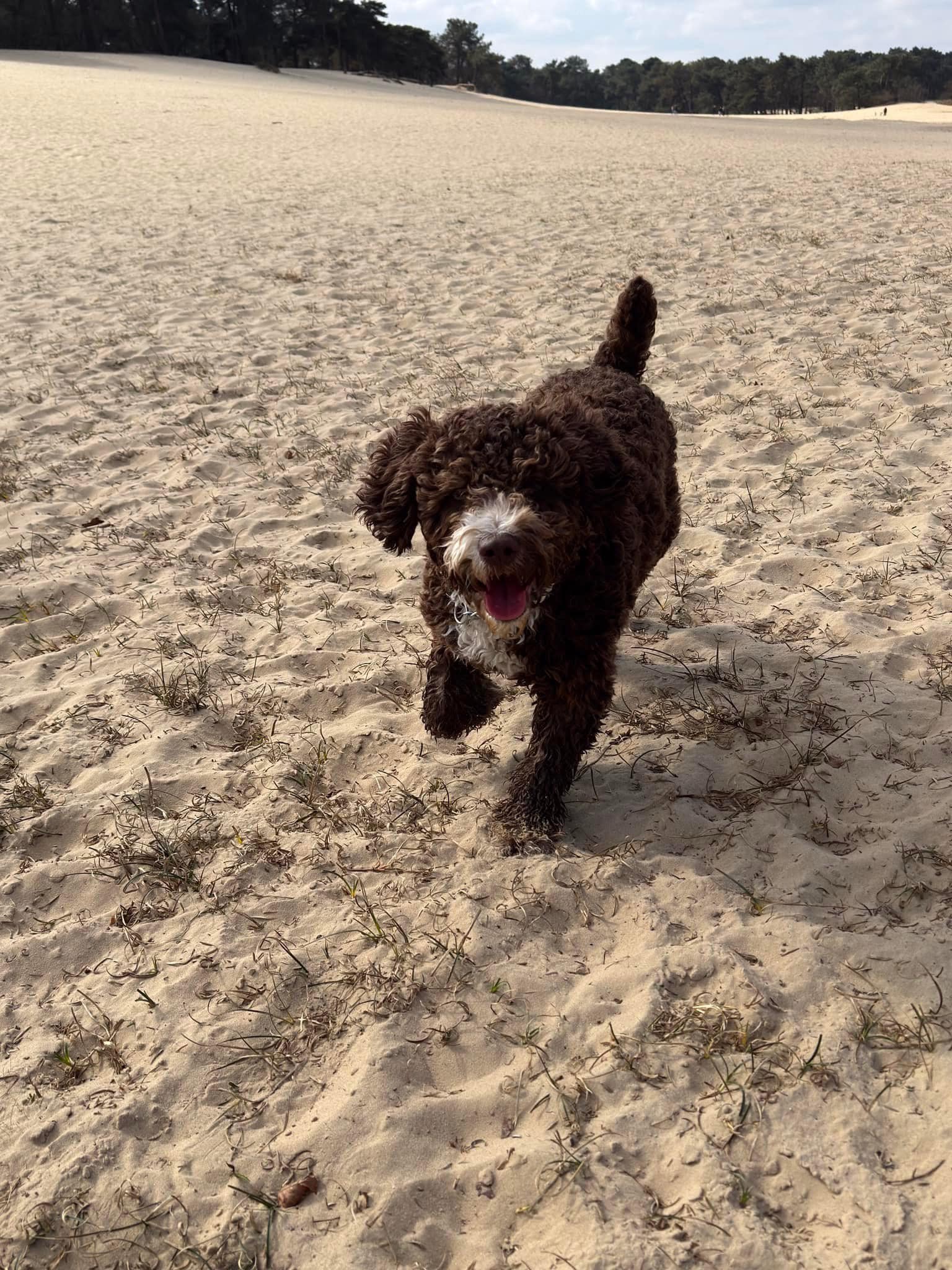 Spaanse waterhond Amaragua Wandeling