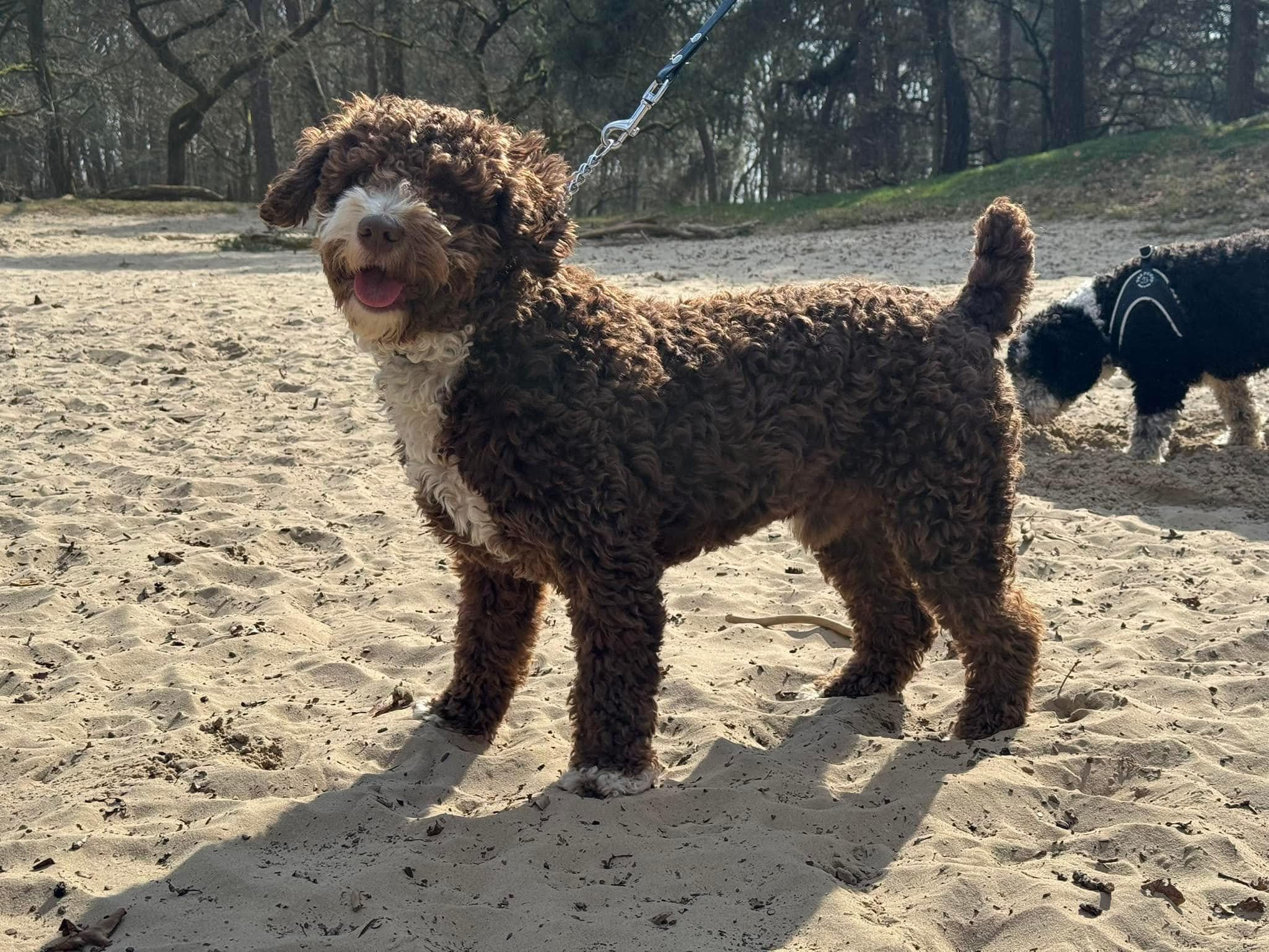 Spaanse waterhond Amaragua Wandeling