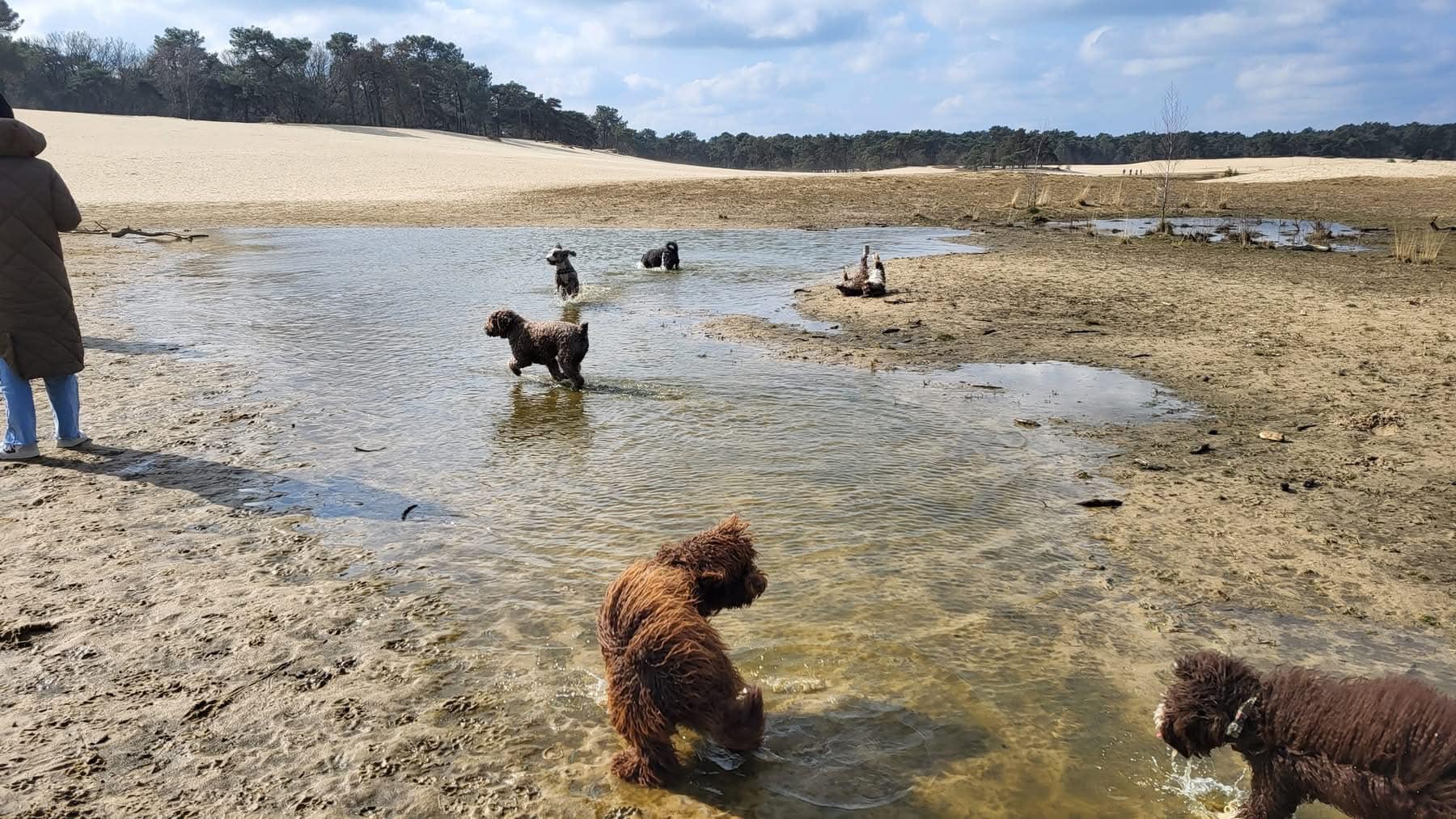 Spaanse waterhond Amaragua Wandeling