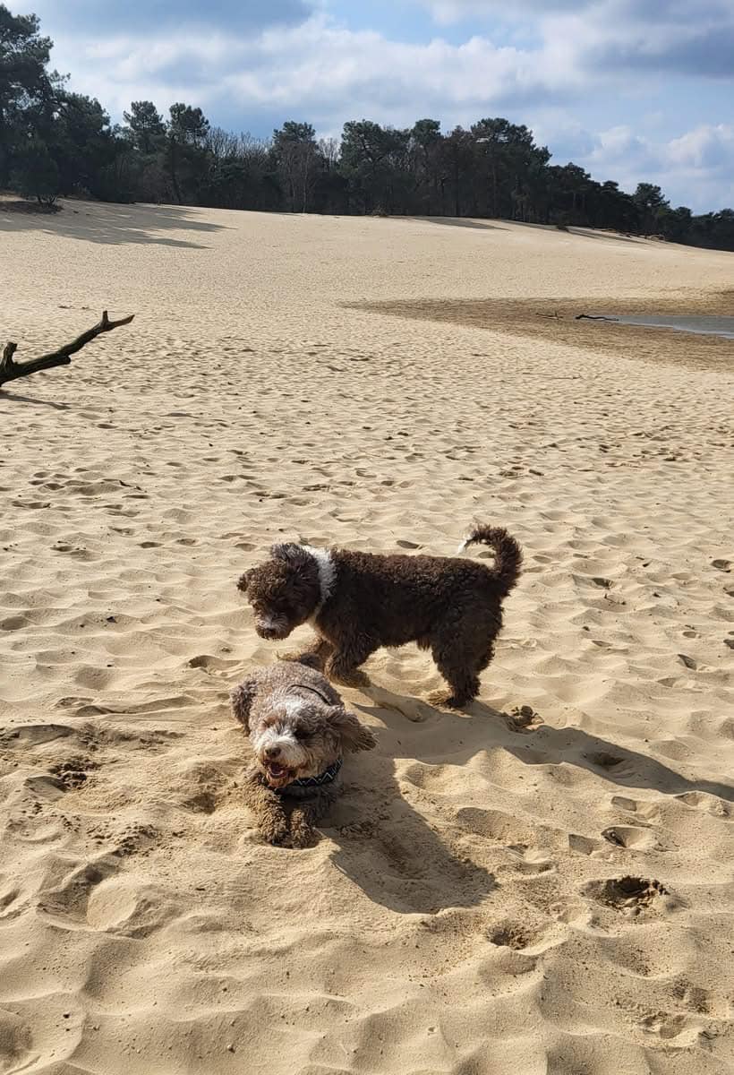 Spaanse waterhond Amaragua Wandeling