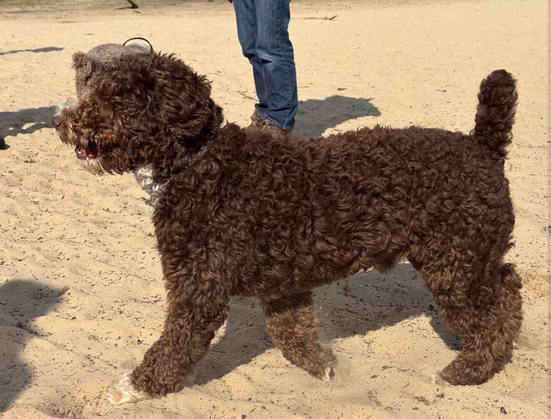 Spaanse waterhond Amaragua Wandeling