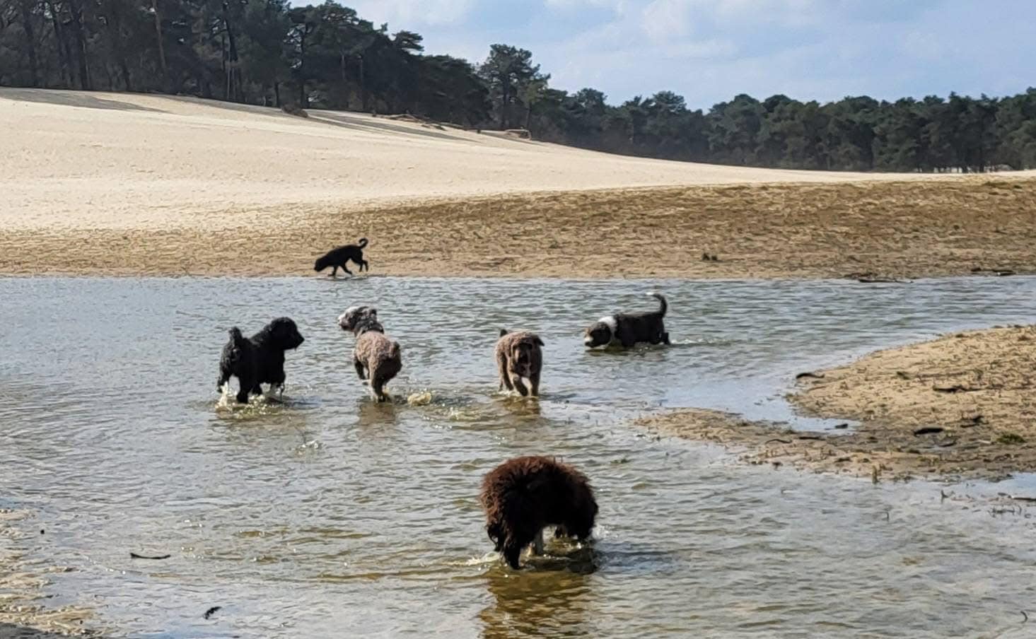 Spaanse waterhond Amaragua Wandeling