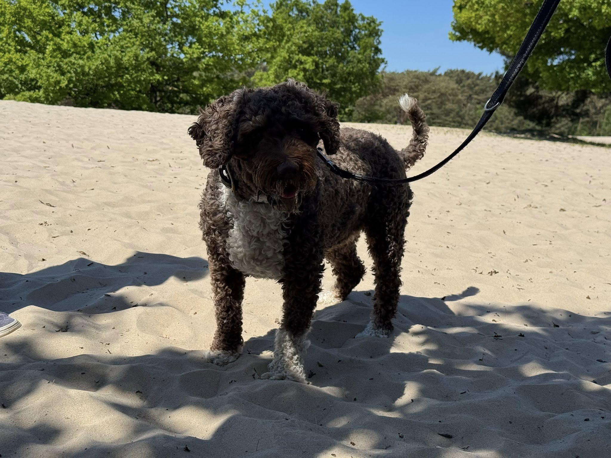Spaanse Waterhonden Amaragua 2e wandeling 2025