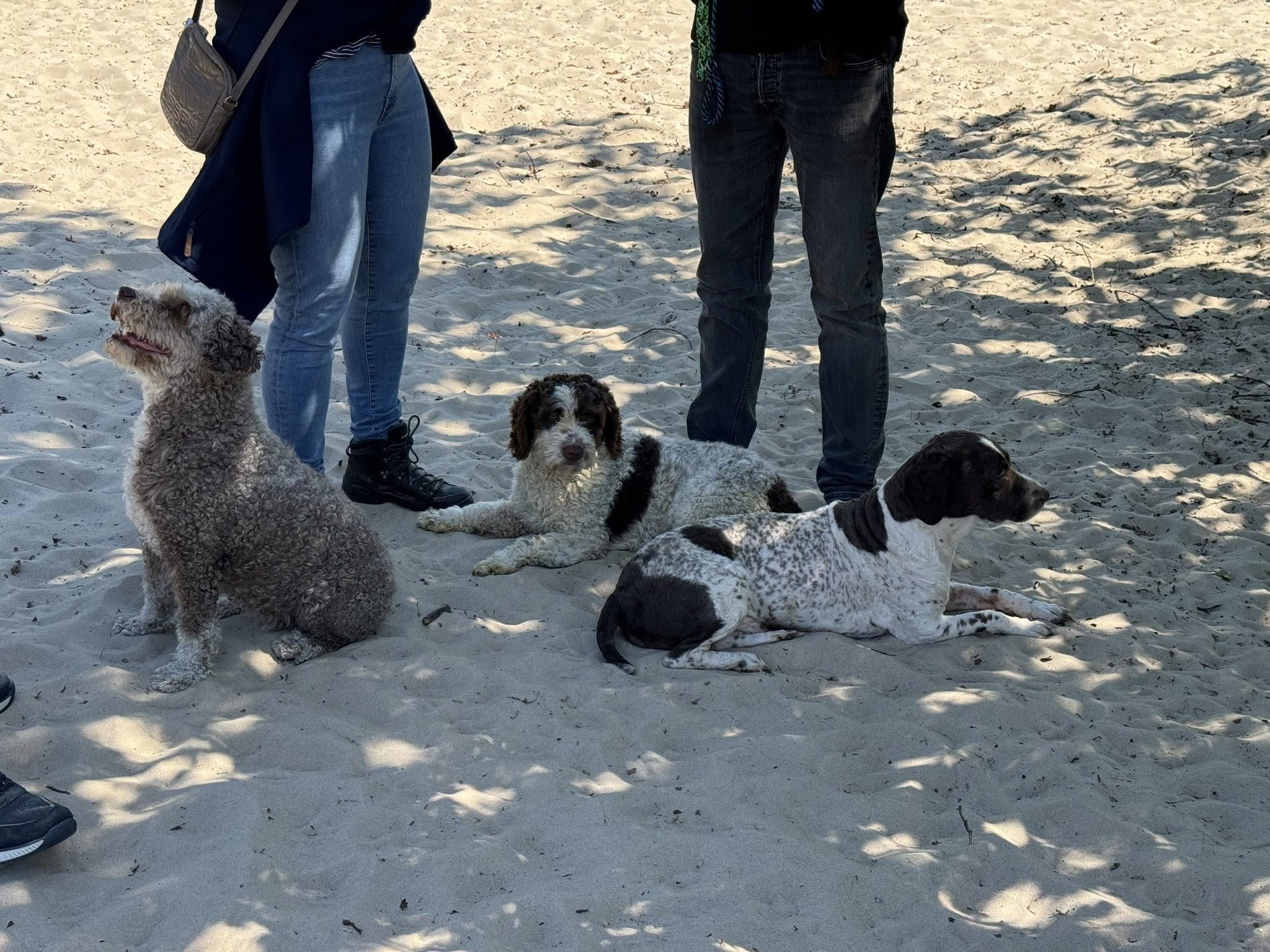 Spaanse Waterhonden Amaragua 2e wandeling 2025