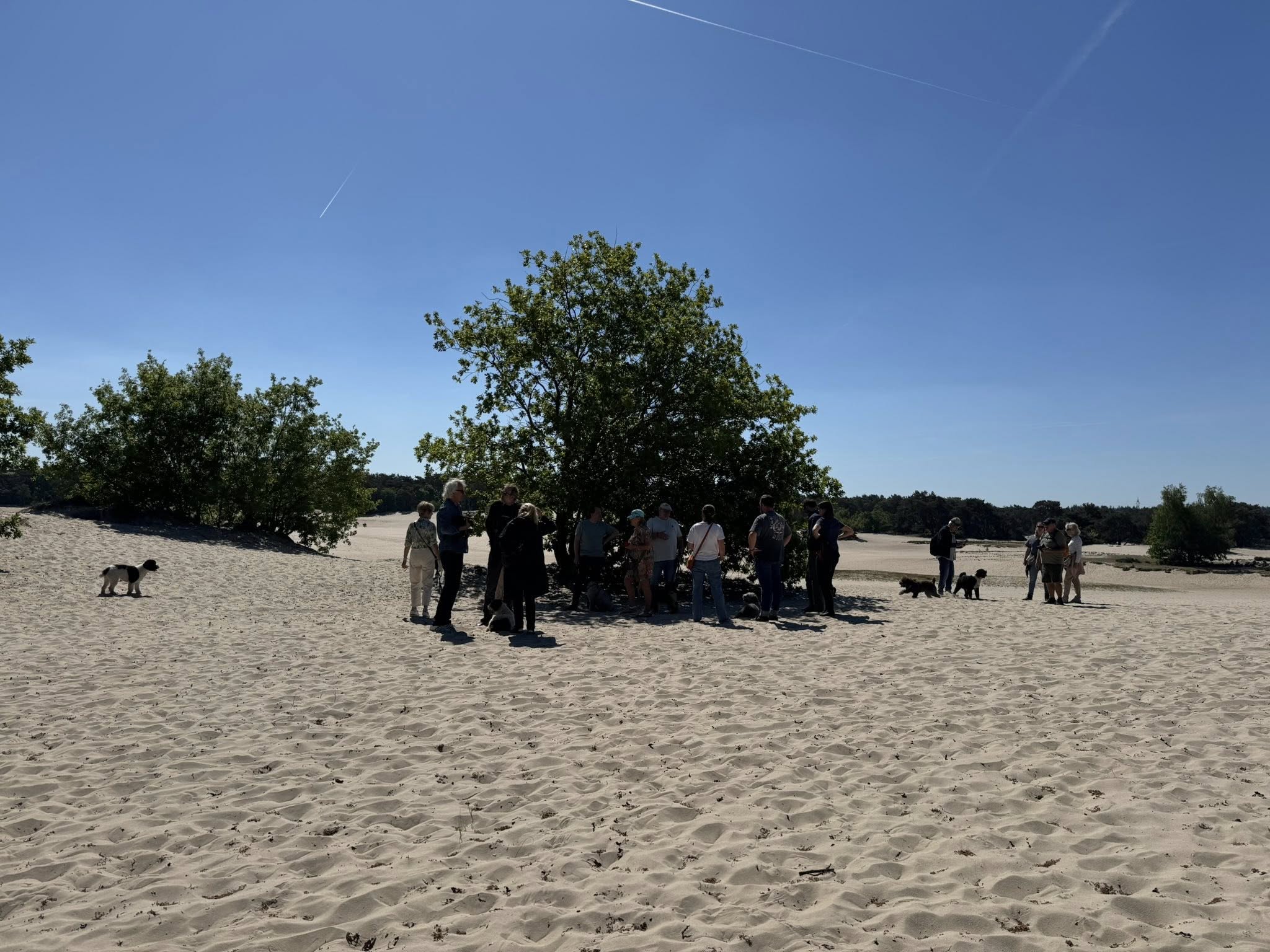 Spaanse Waterhonden Amaragua 2e wandeling 2025
