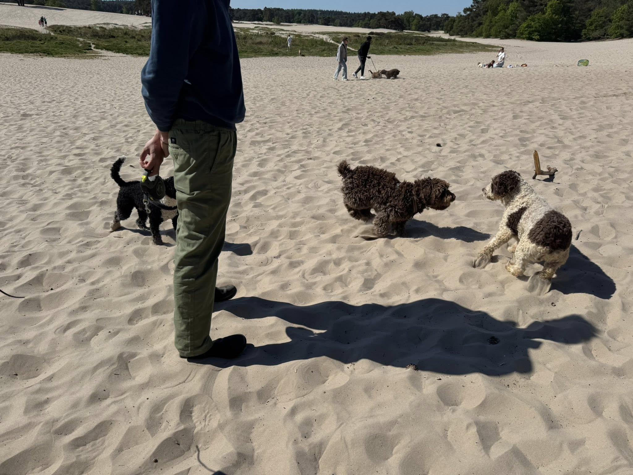 Spaanse Waterhonden Amaragua 2e wandeling 2025