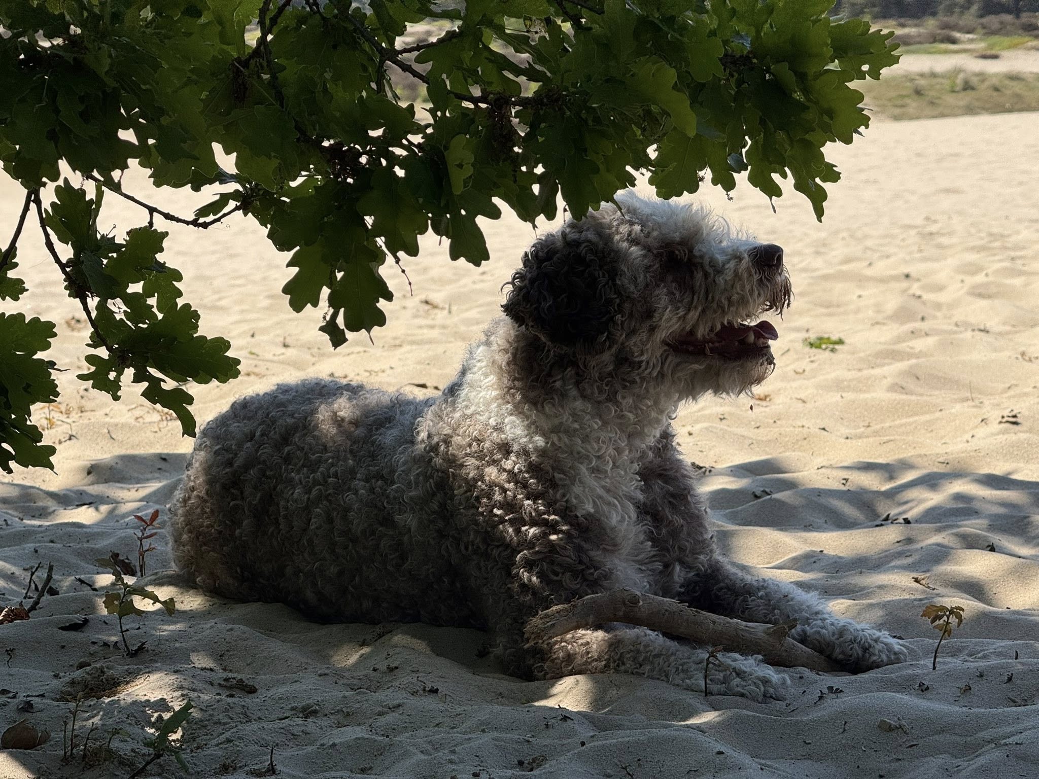 Spaanse Waterhonden Amaragua 2e wandeling 2025