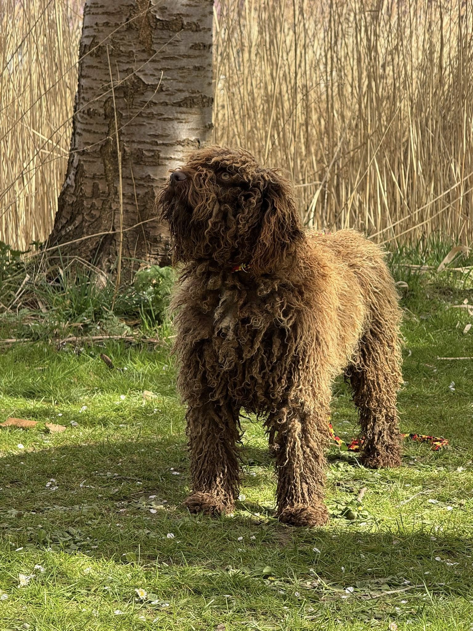 Spaanse Waterhond Kersenbloesems