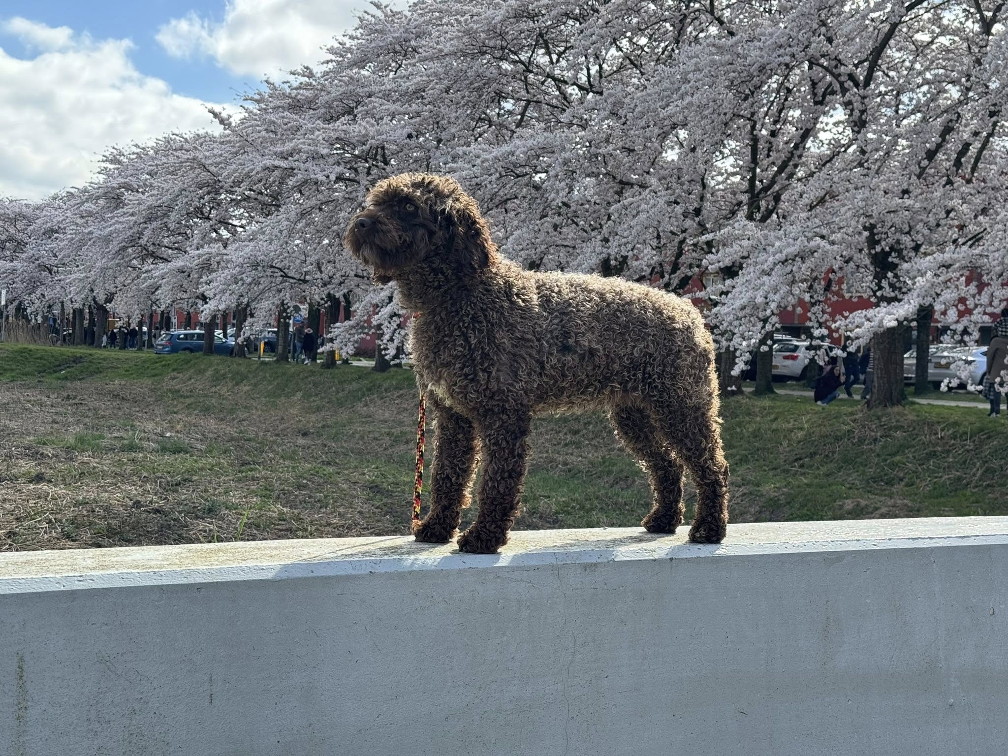 Spaanse Waterhond teefje