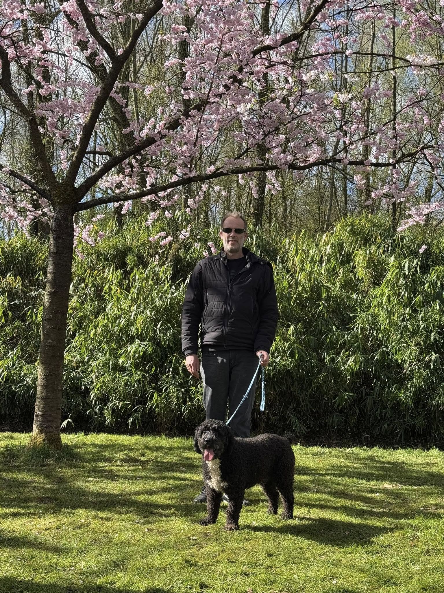 Spaanse Waterhond Kersenbloesems
