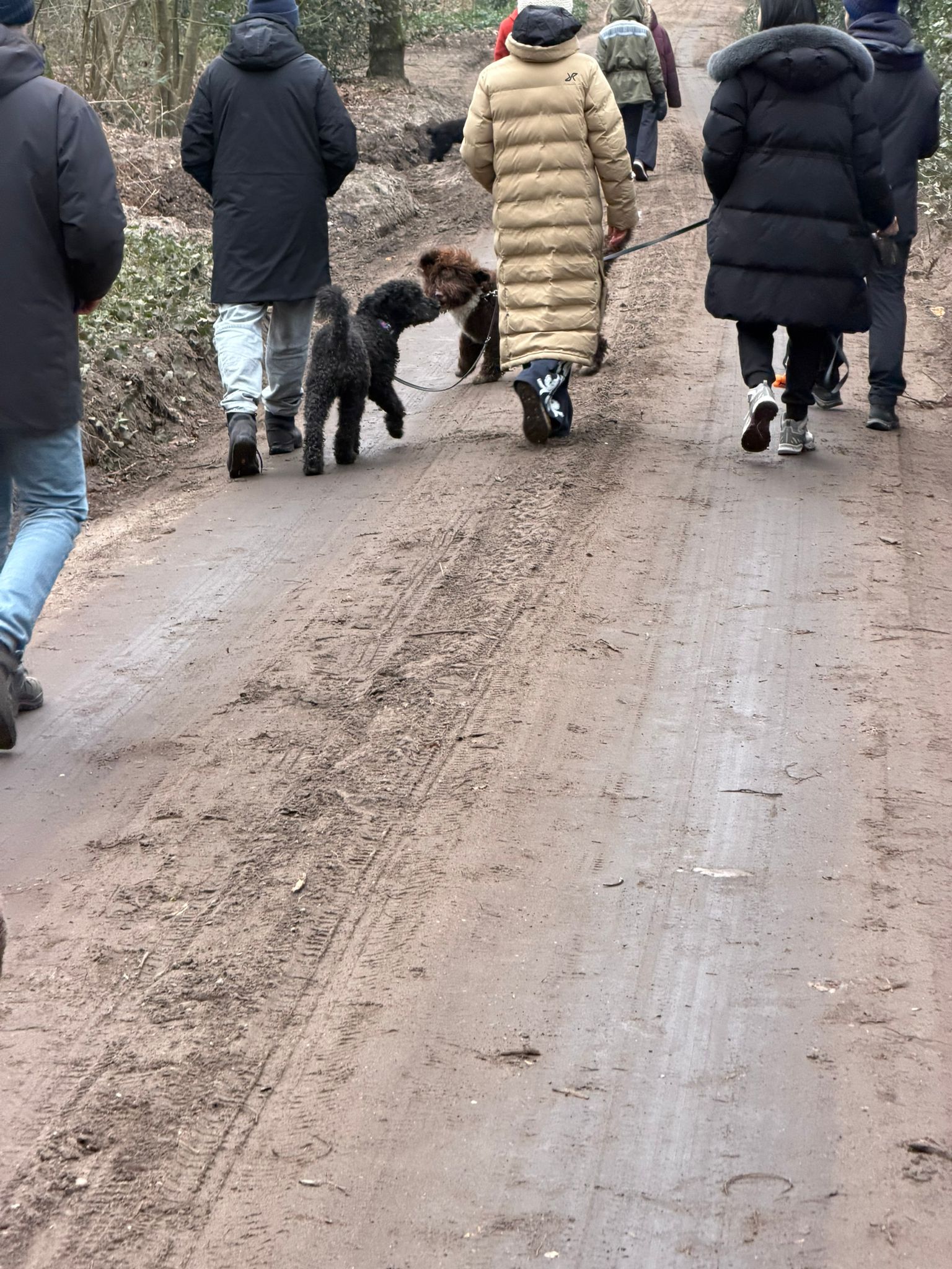 Amaragua Spaanse Waterhond 1e wandeling 2026