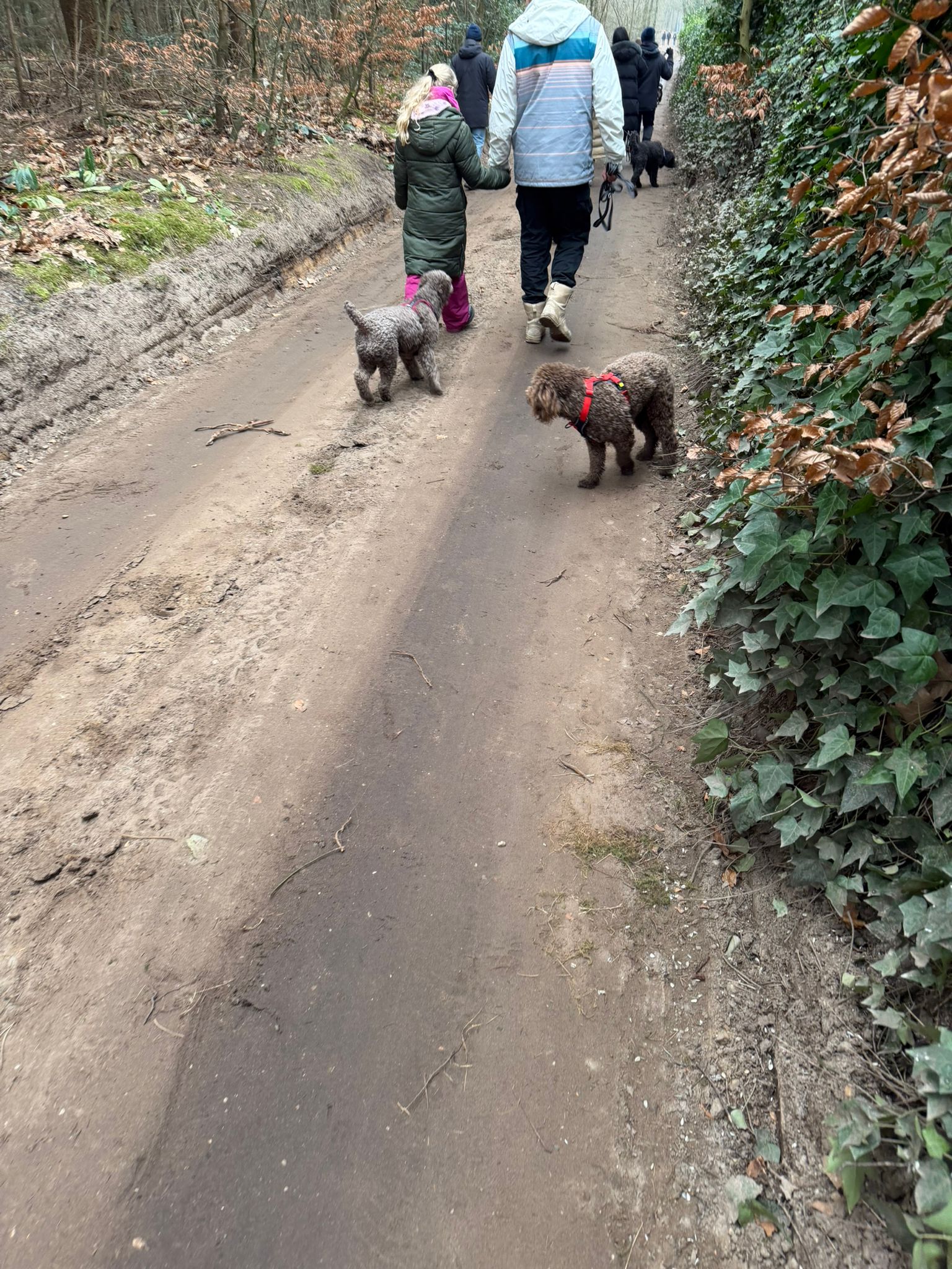 Amaragua Spaanse Waterhond 1e wandeling 2026