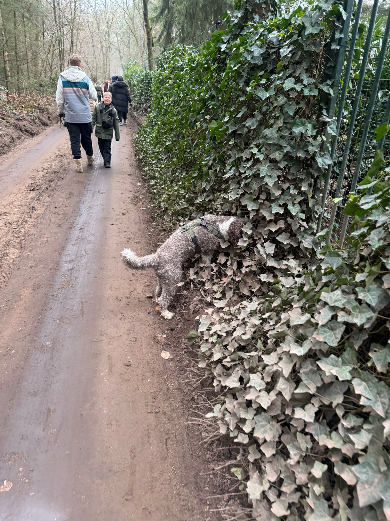 Amaragua Spaanse Waterhond 1e wandeling 2026