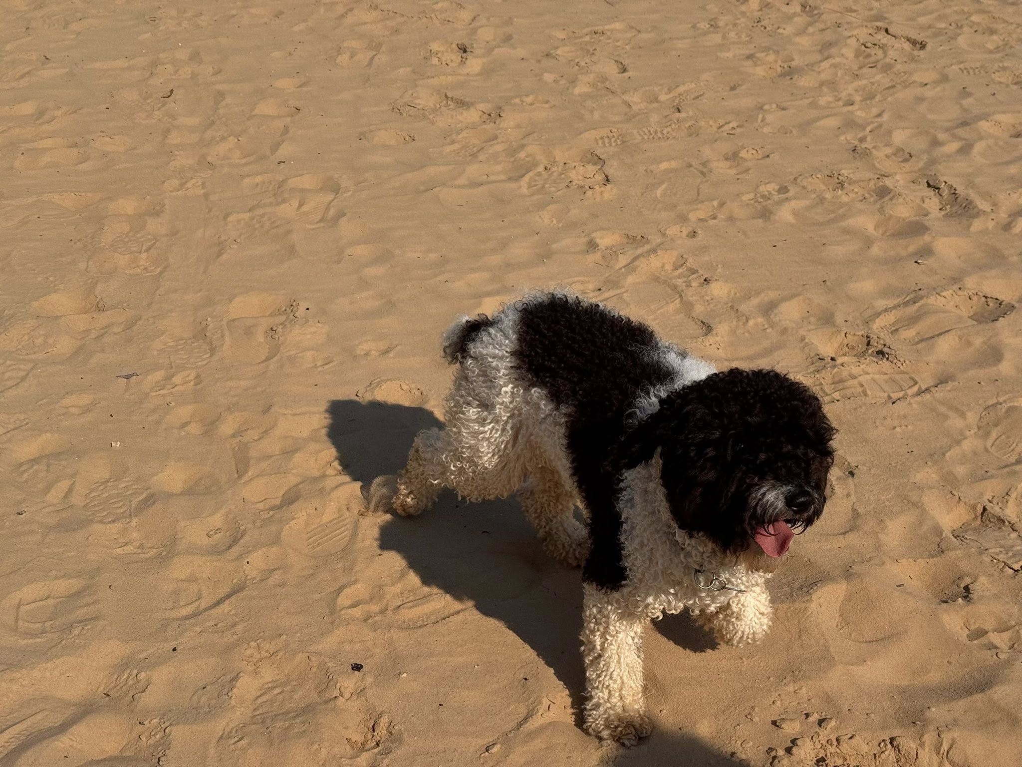 Amaragua Spaanse Waterhonden 2e wandeling 2026