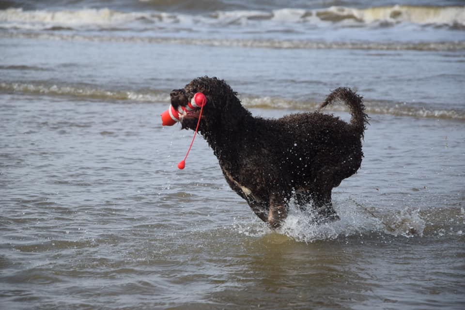 Najaarswandeling Spaanse Waterhonden