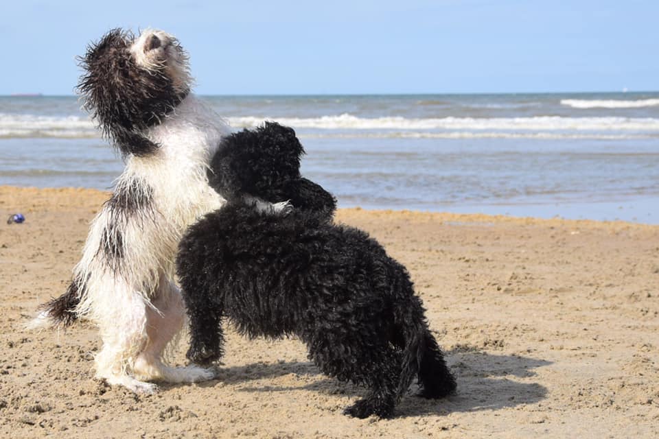 Najaarswandeling Spaanse Waterhonden