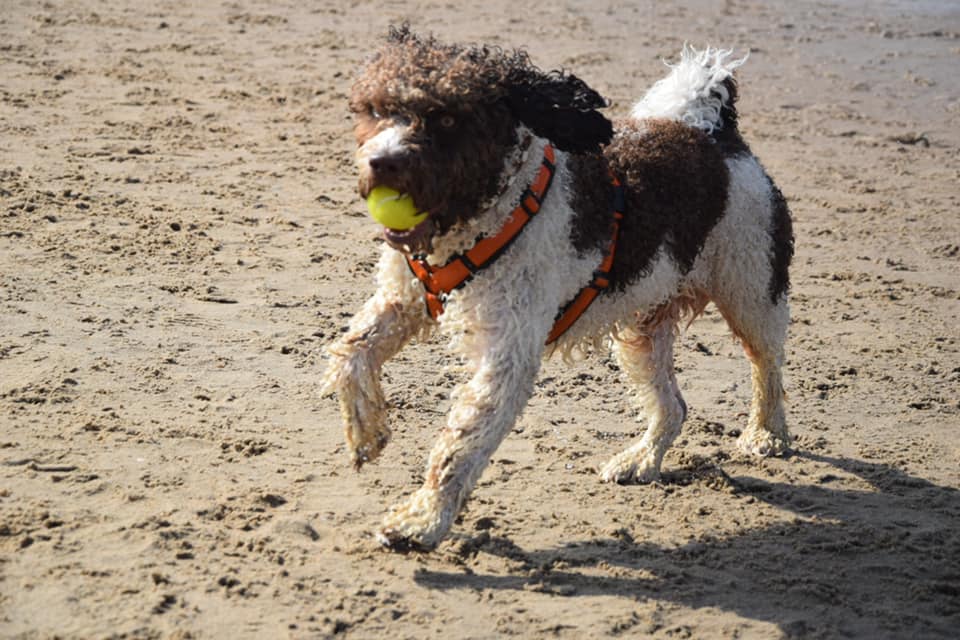 Najaarswandeling Spaanse Waterhonden