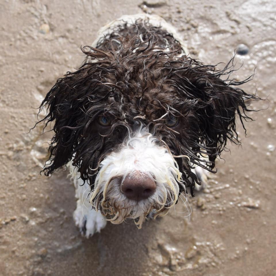 Najaarswandeling Spaanse Waterhonden