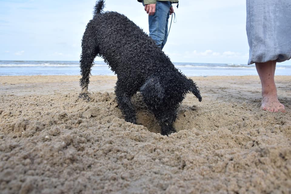 Najaarswandeling Spaanse Waterhonden