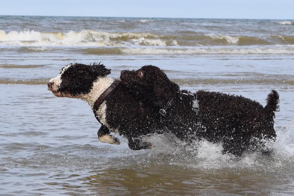 Najaarswandeling Spaanse Waterhonden