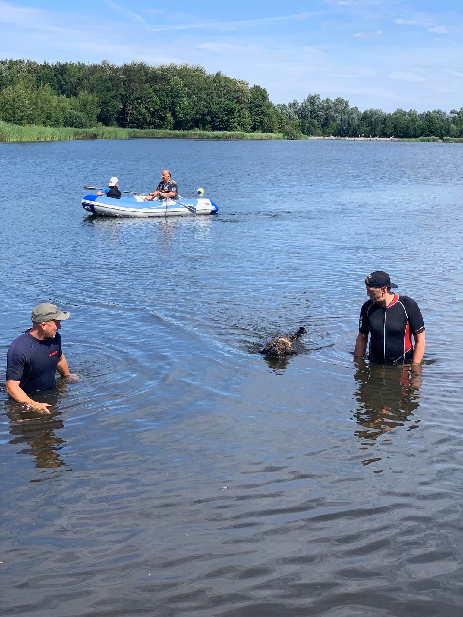 Spaanse waterhond Joop