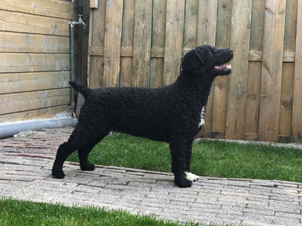 Perro de Agua Español Zafir