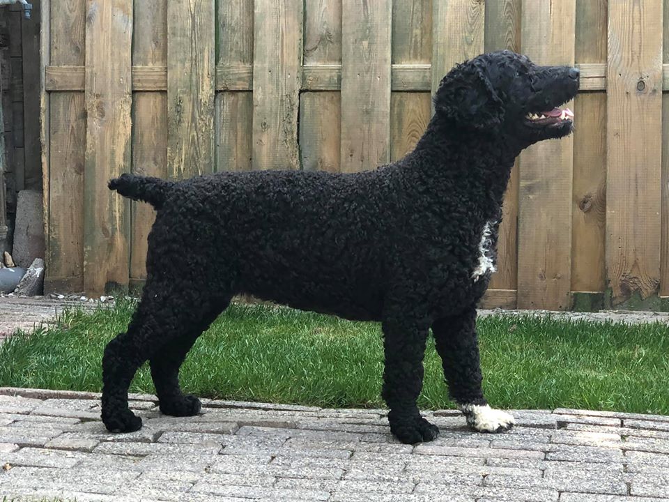 Spaanse Waterhond Kampioen teefje Zafir